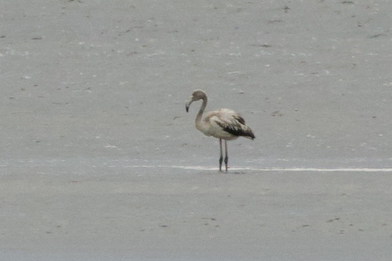 Greater Flamingo - ML642851829