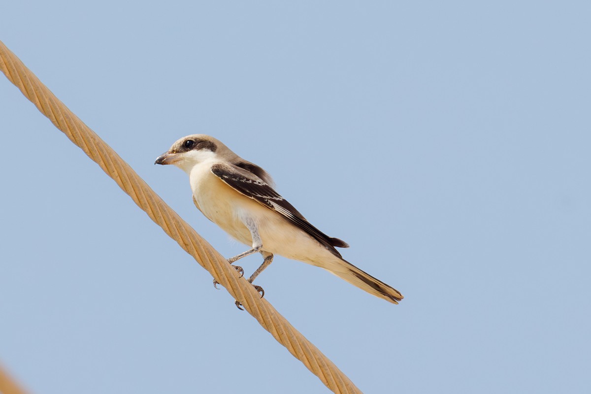 Great Gray Shrike - ML642851831