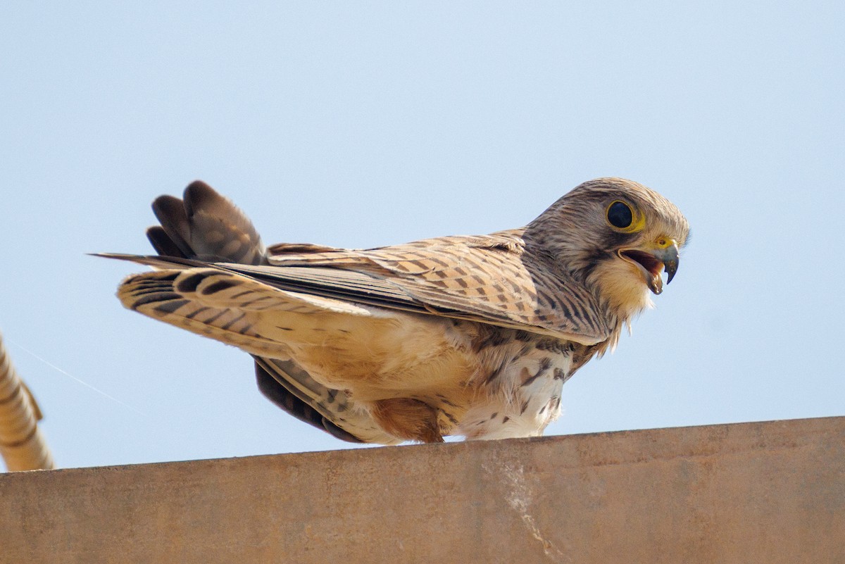 Eurasian Kestrel - ML642851836