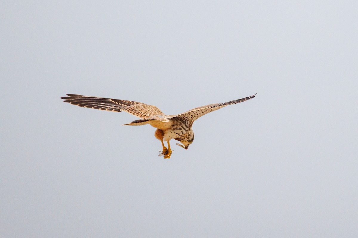 Eurasian Kestrel - ML642851838