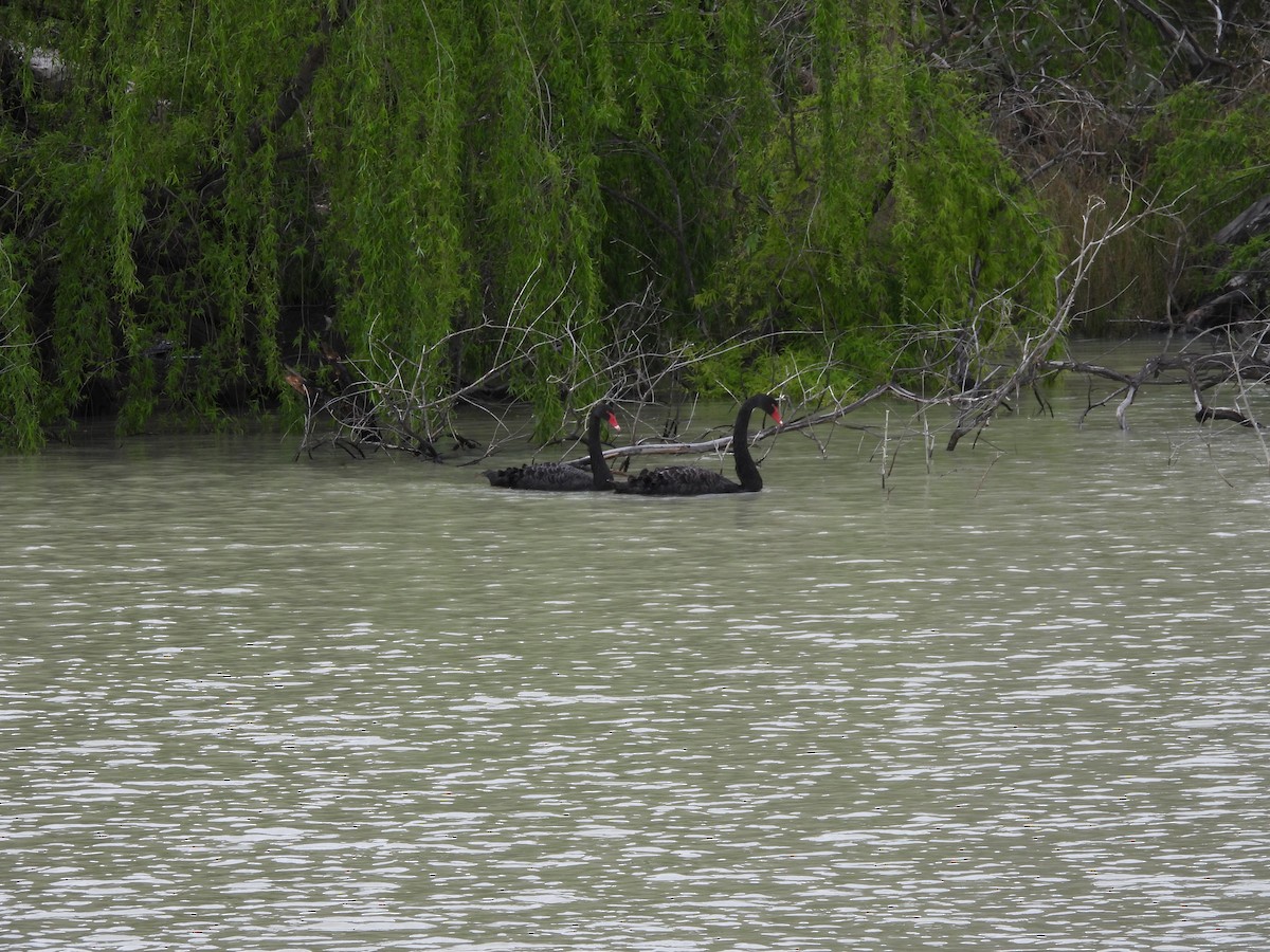 Black Swan - ML642851839