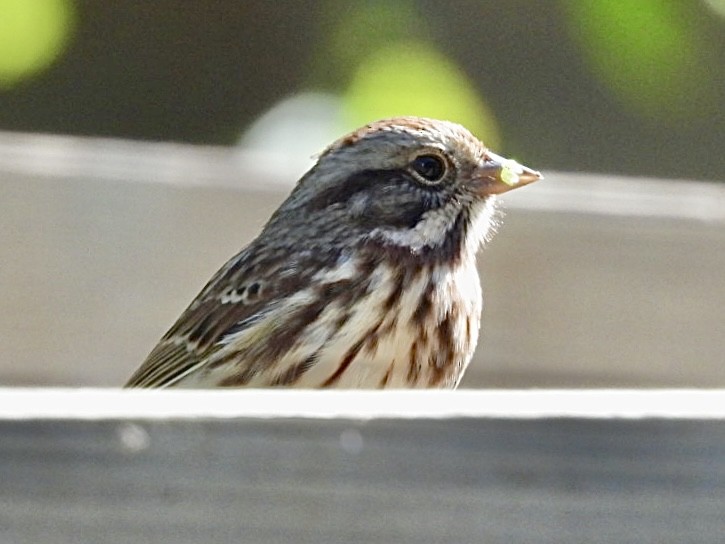 Song Sparrow - ML642851842