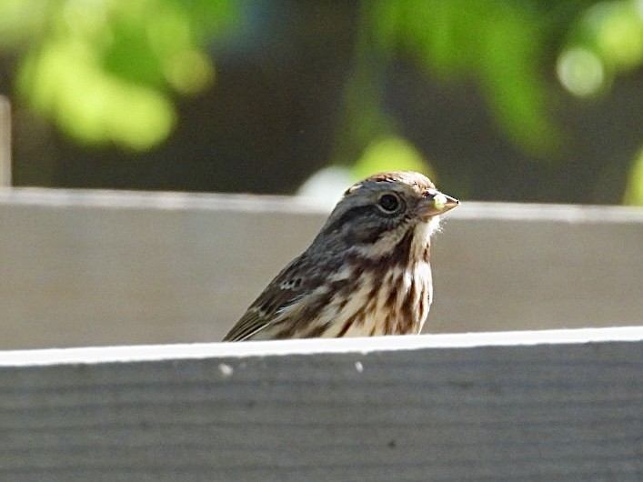 Song Sparrow - ML642851843