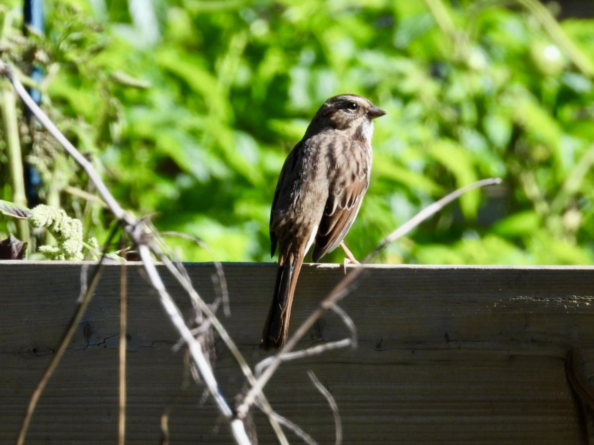 Song Sparrow - ML642851844