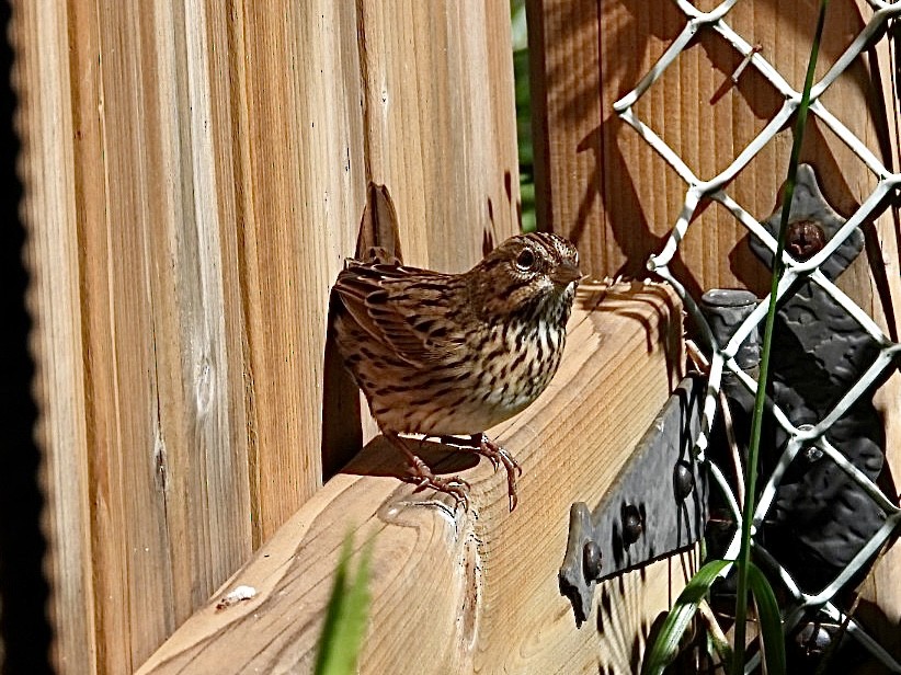 Lincoln's Sparrow - ML642851845