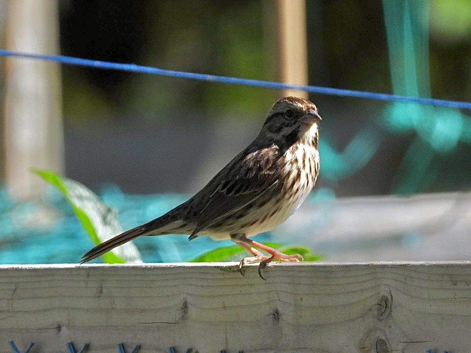 Song Sparrow - ML642851846