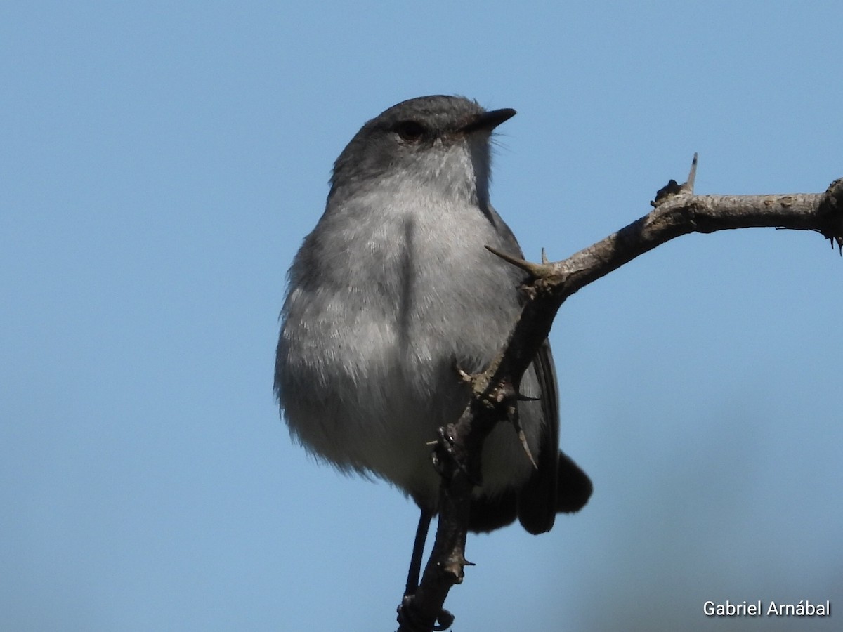 Sooty Tyrannulet - ML642851848