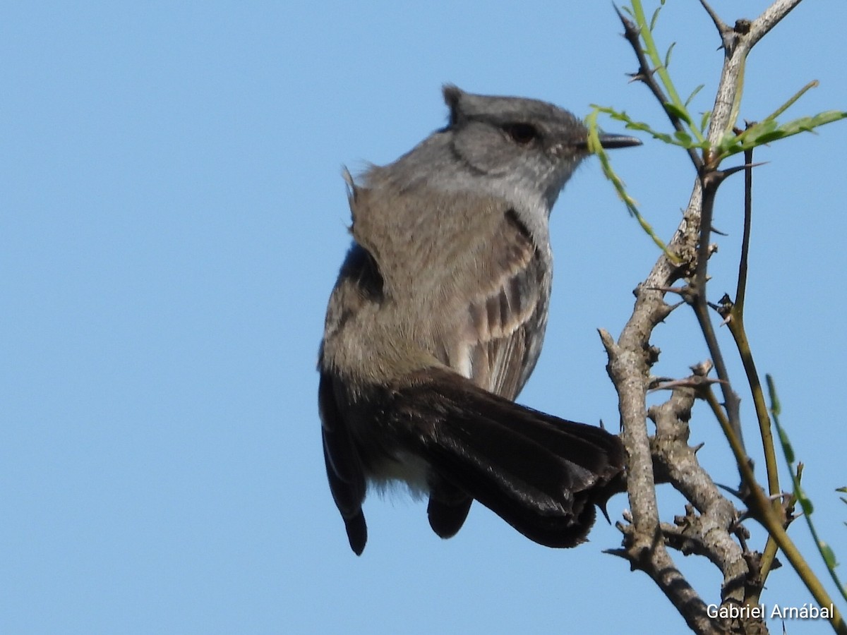 Sooty Tyrannulet - ML642851849
