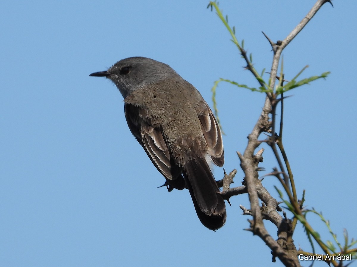 Sooty Tyrannulet - ML642851850
