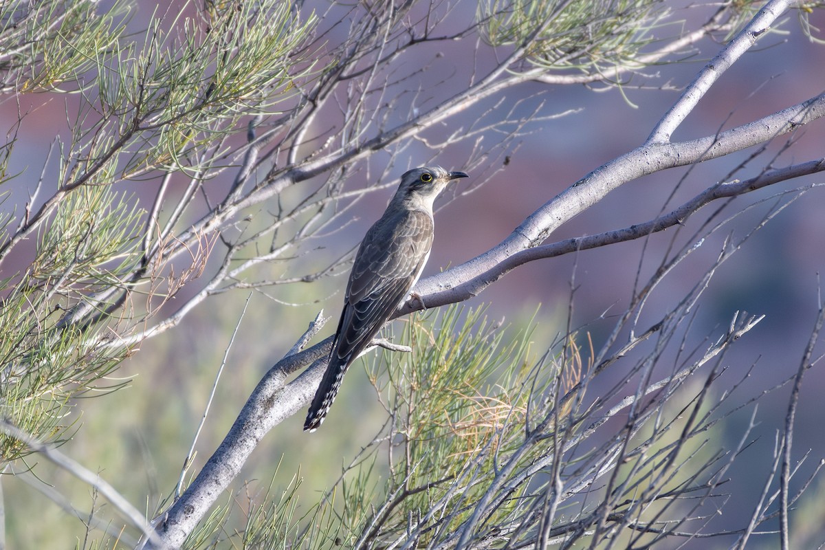 Pallid Cuckoo - ML642851851