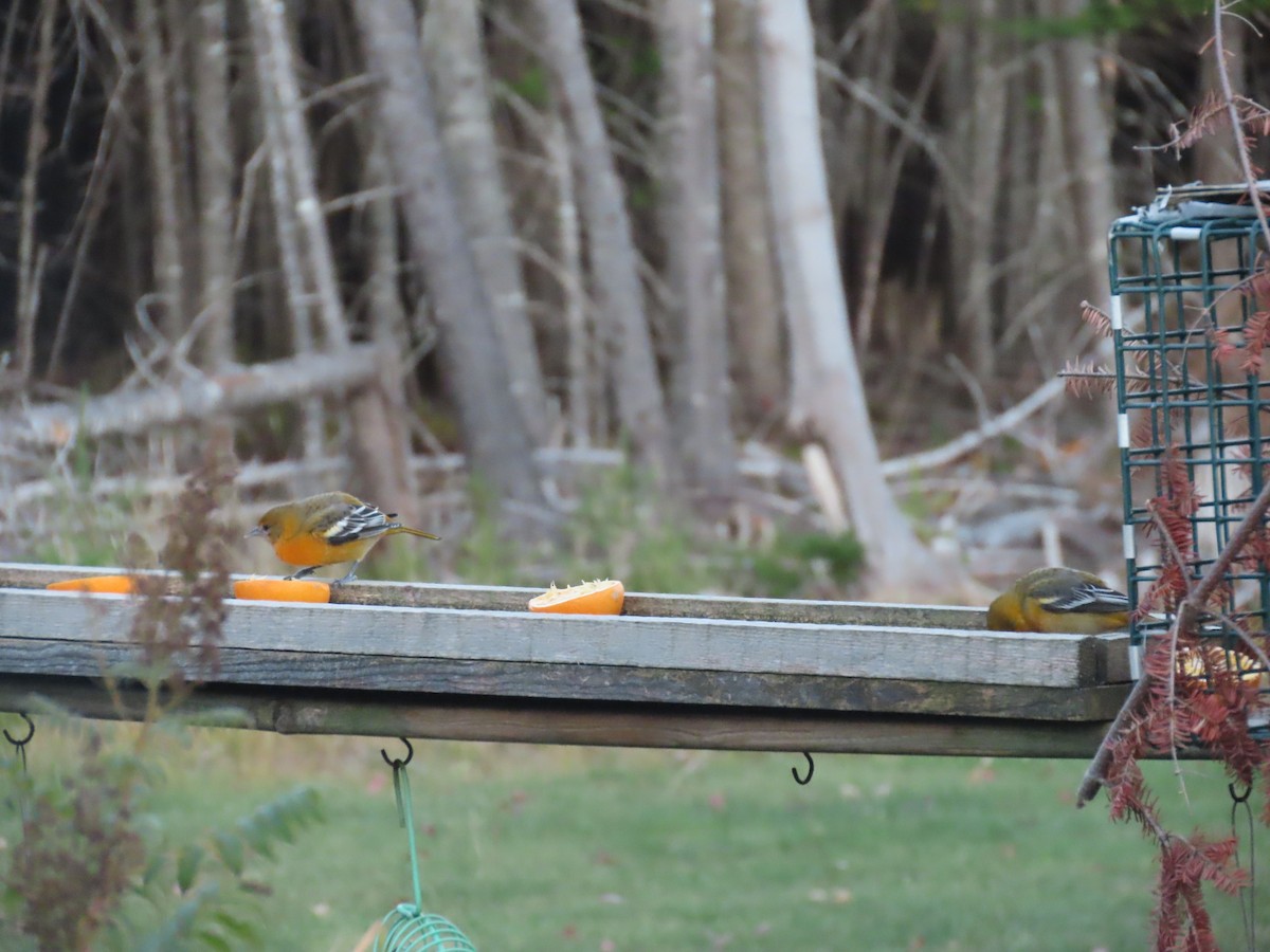 Baltimore Oriole - ML642851854