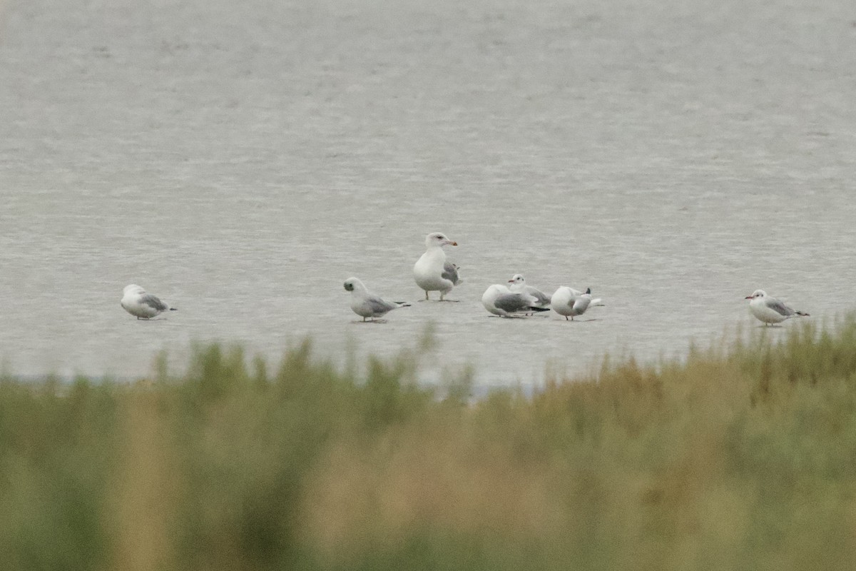 Yellow-legged Gull - ML642851855