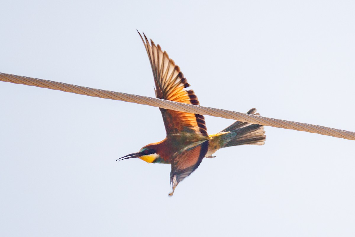 European Bee-eater - ML642851858
