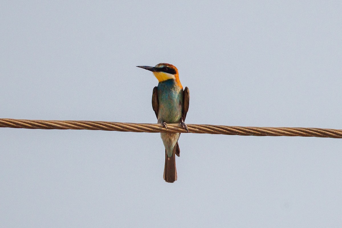 European Bee-eater - ML642851859