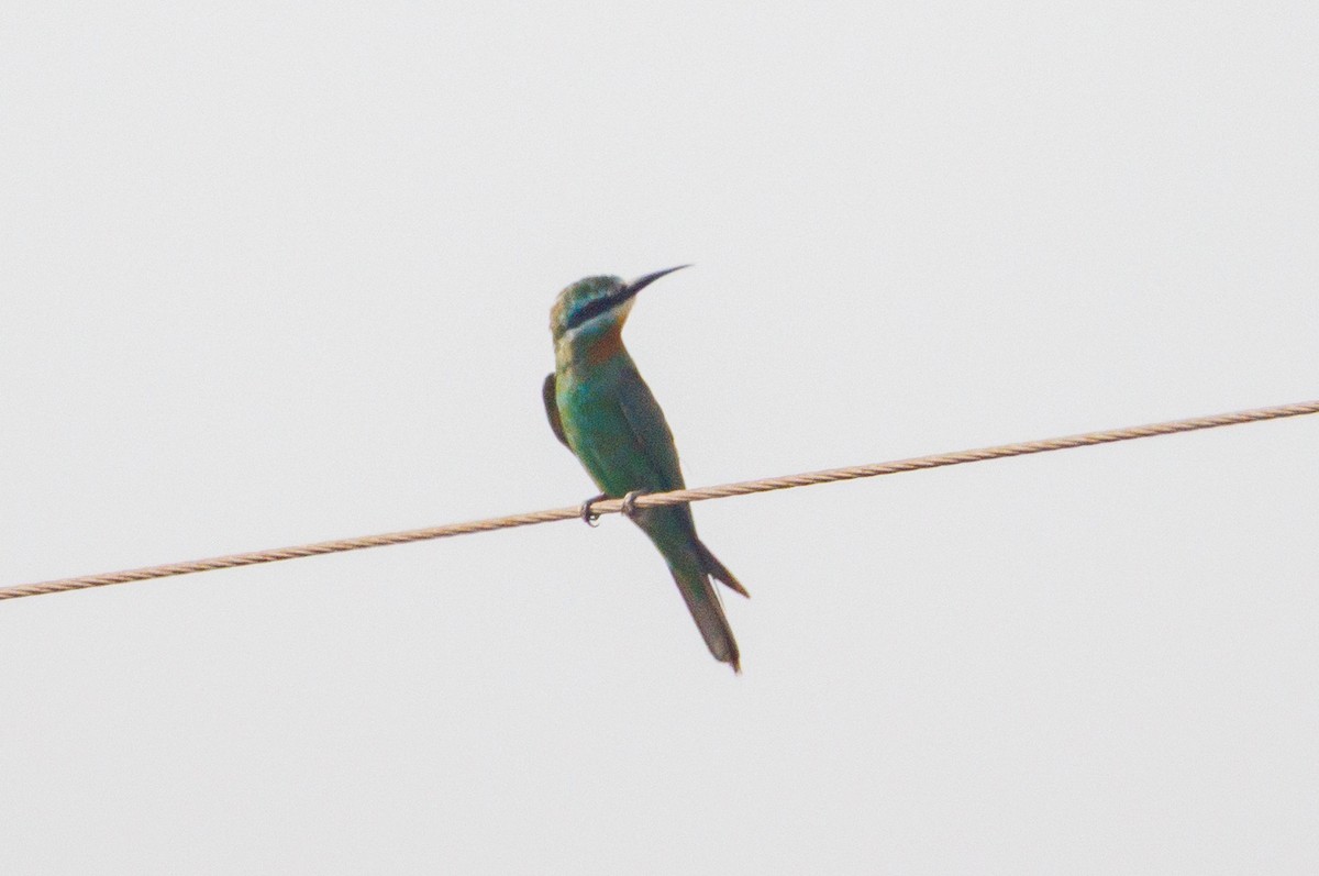 Blue-cheeked Bee-eater - ML642851862