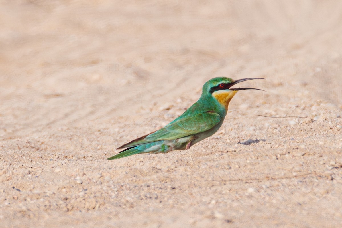 Blue-cheeked Bee-eater - ML642851863