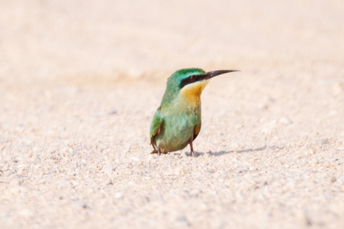 Blue-cheeked Bee-eater - ML642851864
