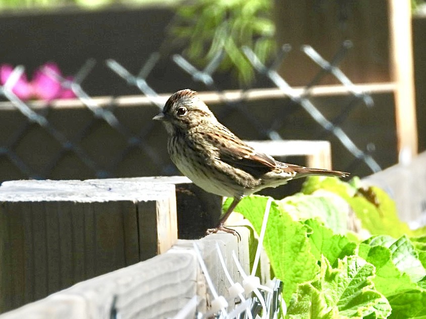 Lincoln's Sparrow - ML642851865
