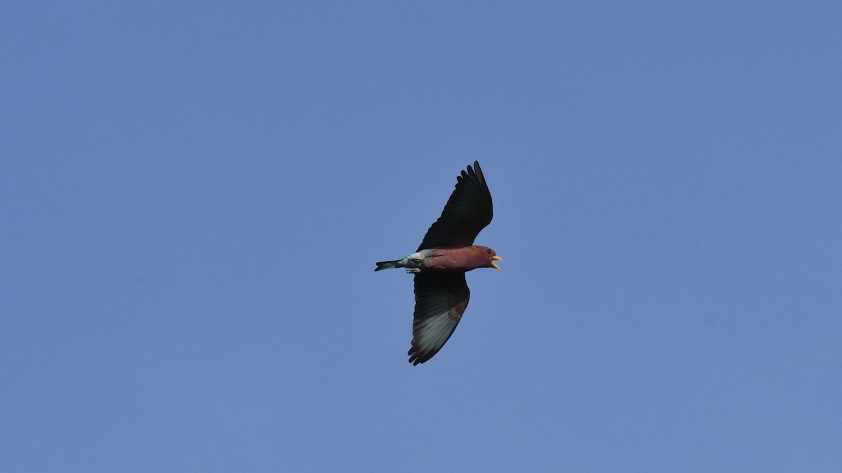 Broad-billed Roller - ML642851866