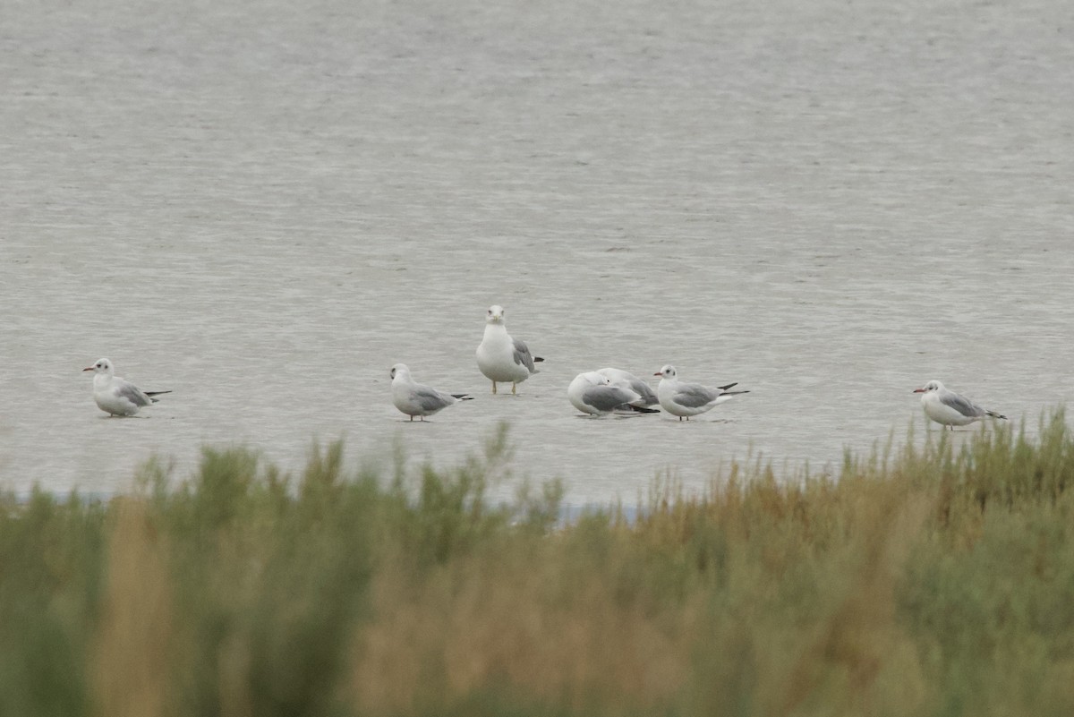 Black-headed Gull - ML642851867