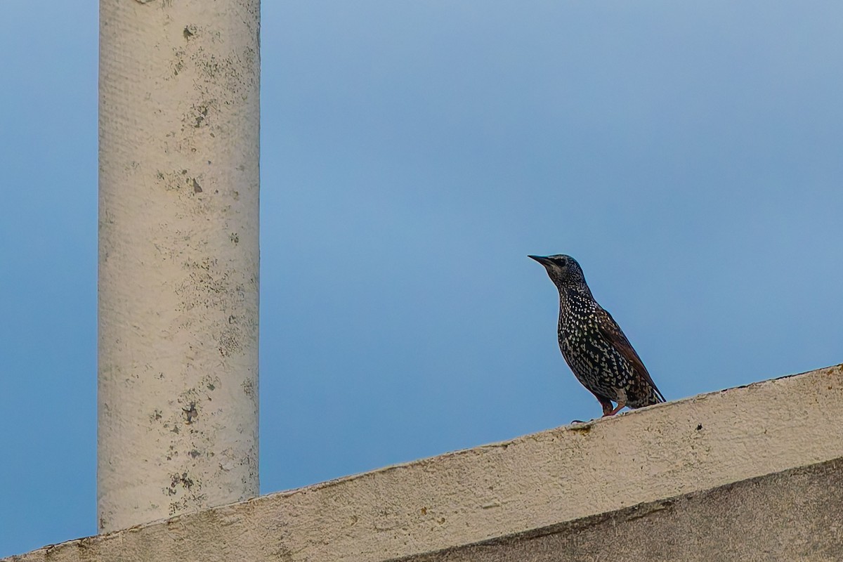 European Starling - ML642851869