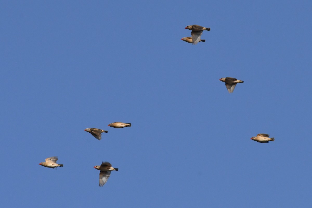 Red-billed Quelea - ML642851871