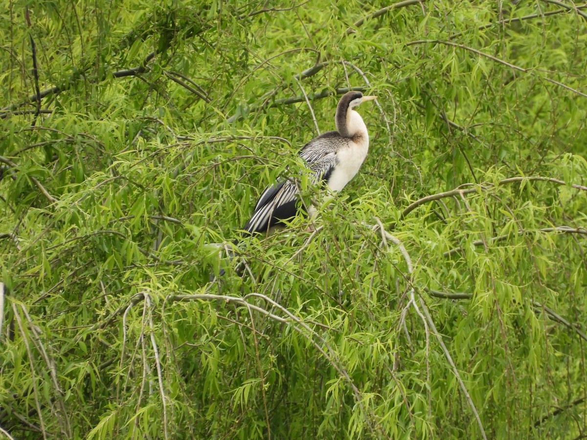 Australasian Darter - ML642851872