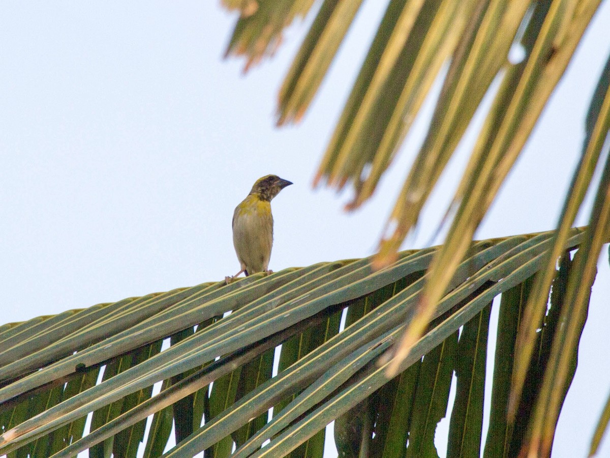 Baya Weaver - ML642851873