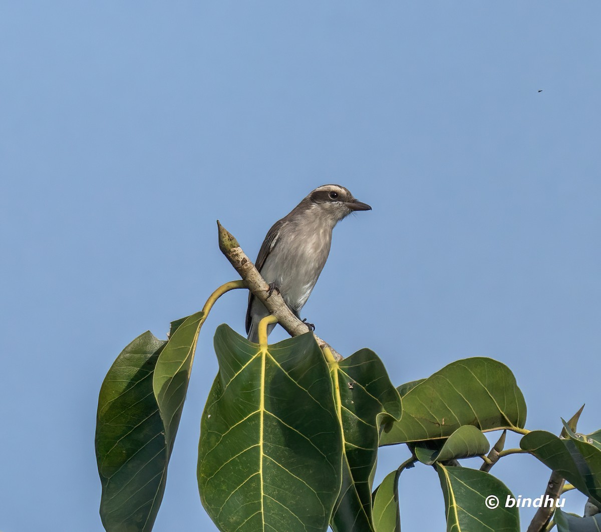 Common Woodshrike - ML642851874
