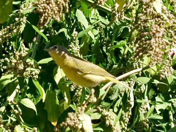 Nashville Warbler - ML642851875