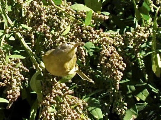 Nashville Warbler - ML642851876