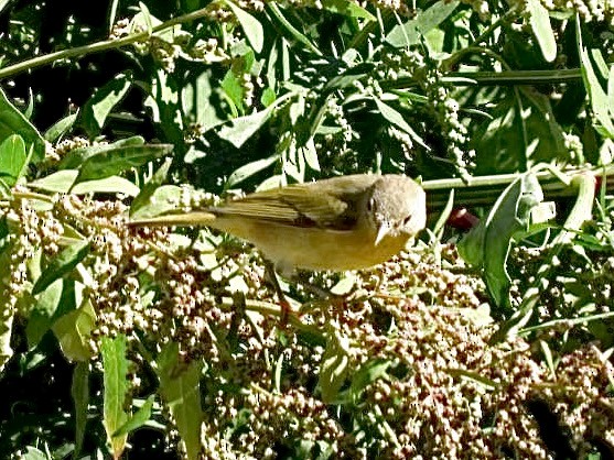 Nashville Warbler - ML642851877