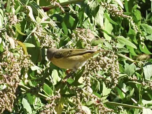 Nashville Warbler - ML642851878