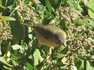 Nashville Warbler - ML642851879