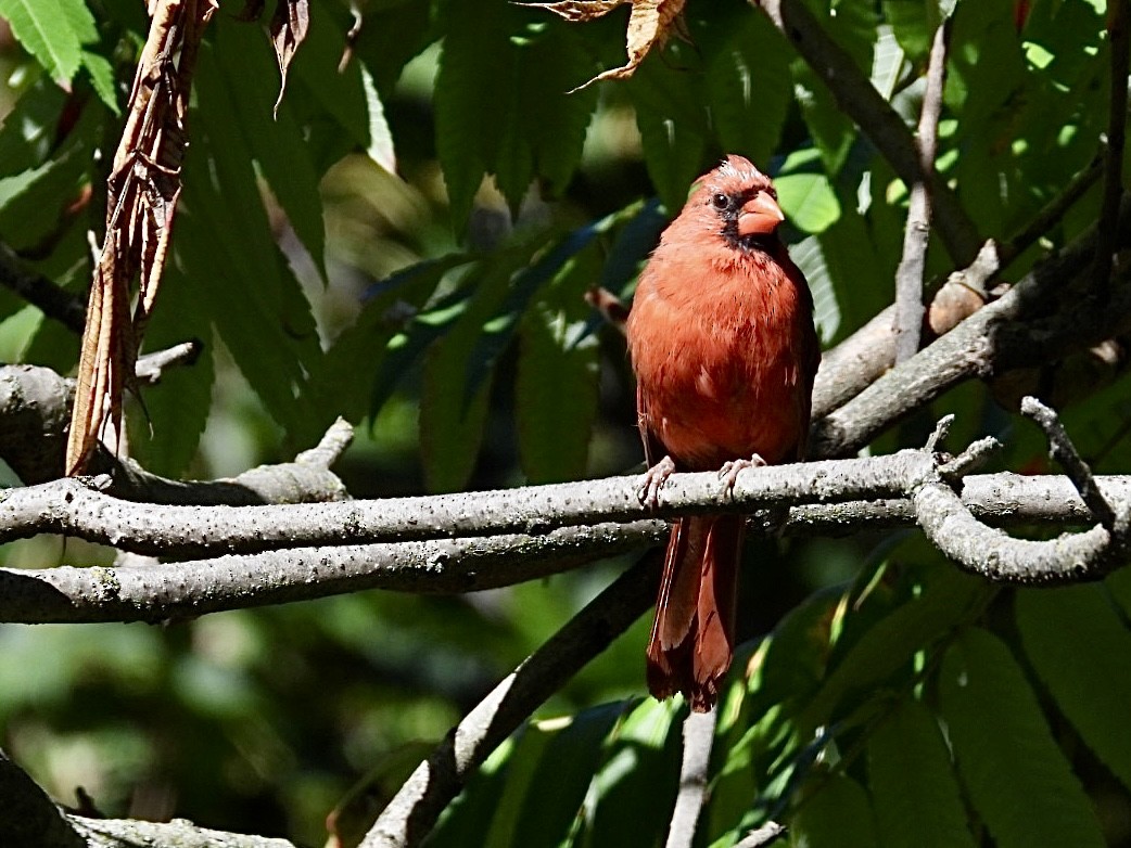 Northern Cardinal - ML642851880