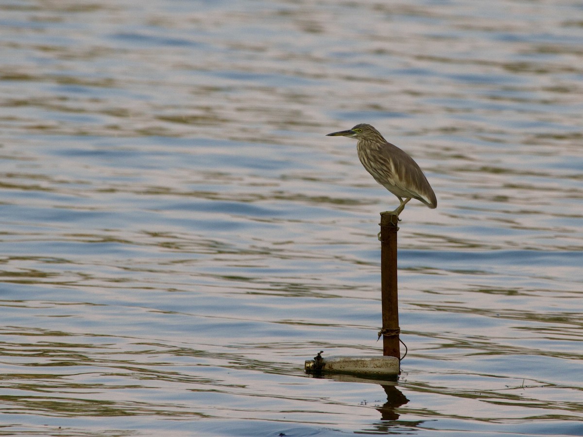 Indian Pond-Heron - ML642851881