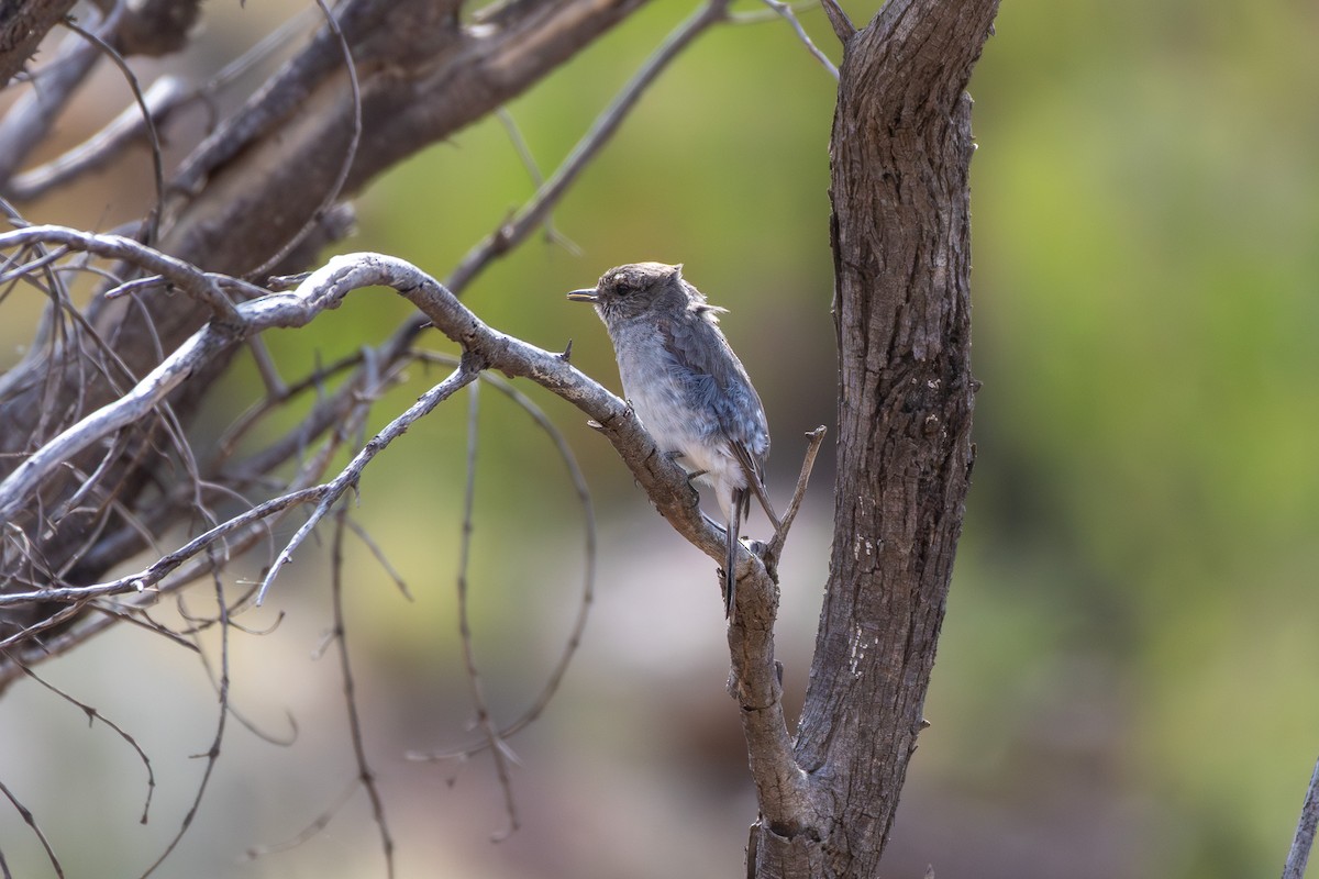 Hooded Robin - ML642851883