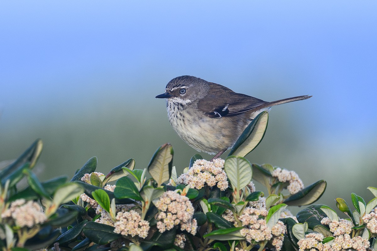Spotted Scrubwren - ML642851885