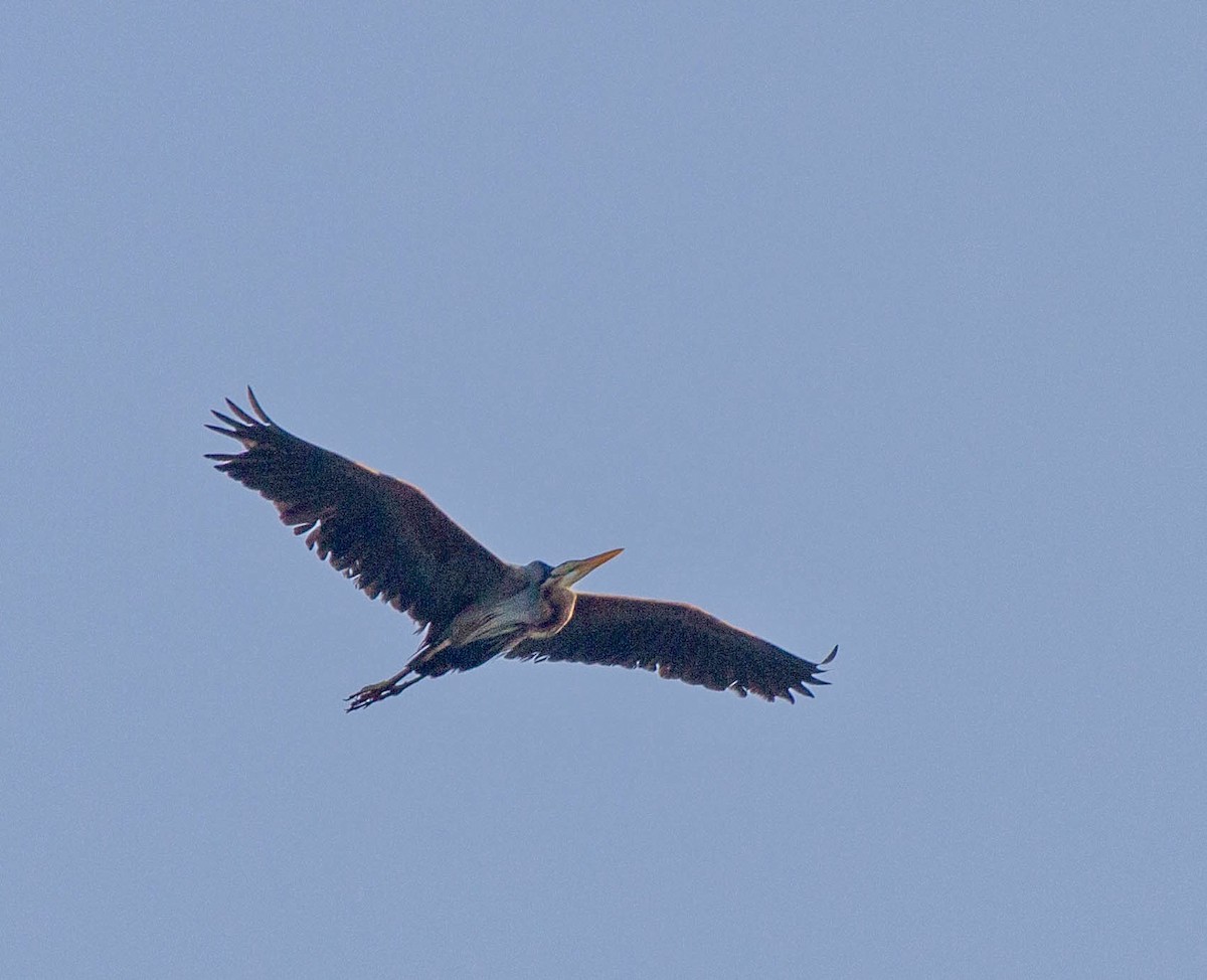 Purple Heron - ML642851886