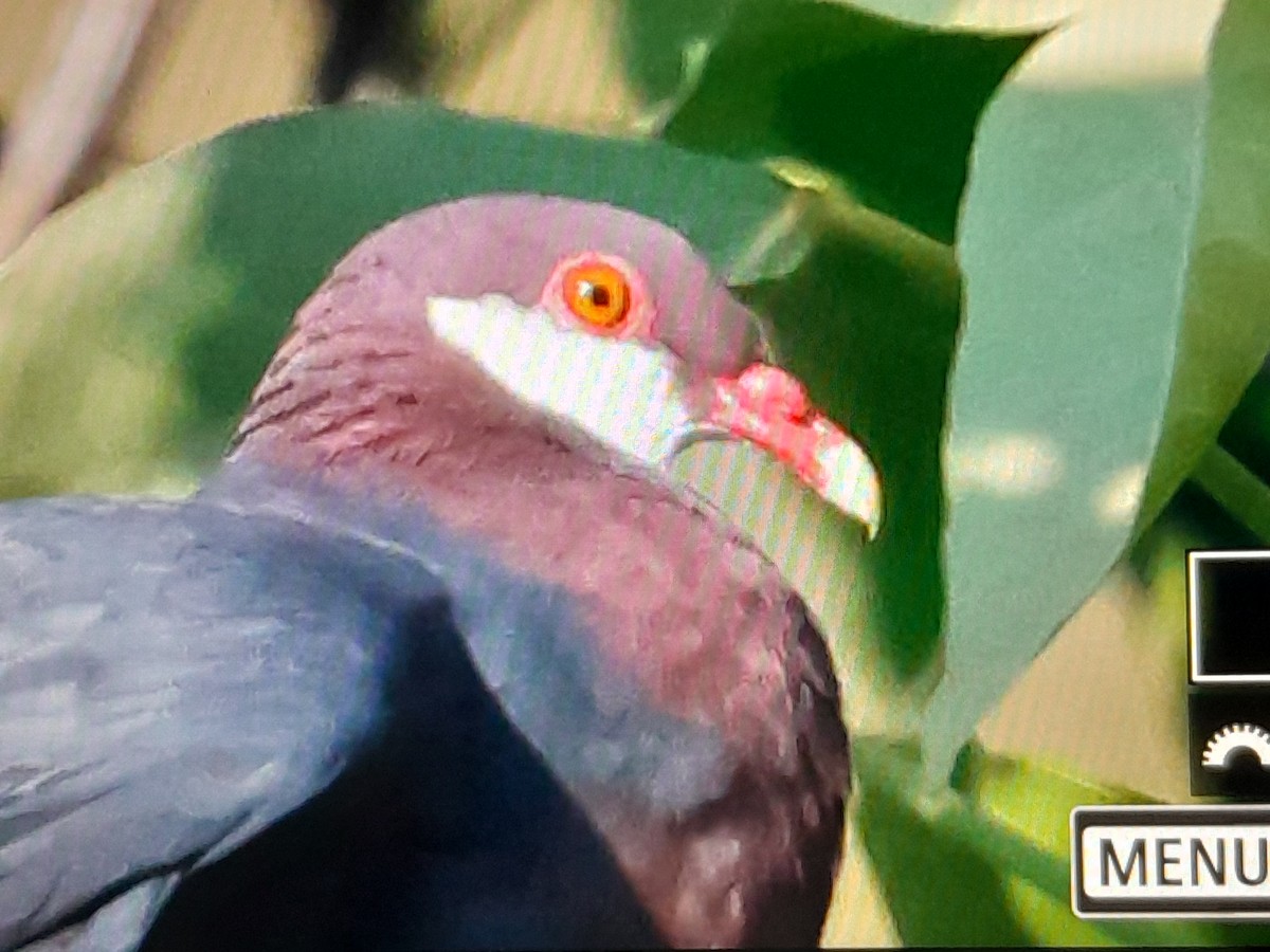 Metallic Pigeon (Metallic) - ML642851888