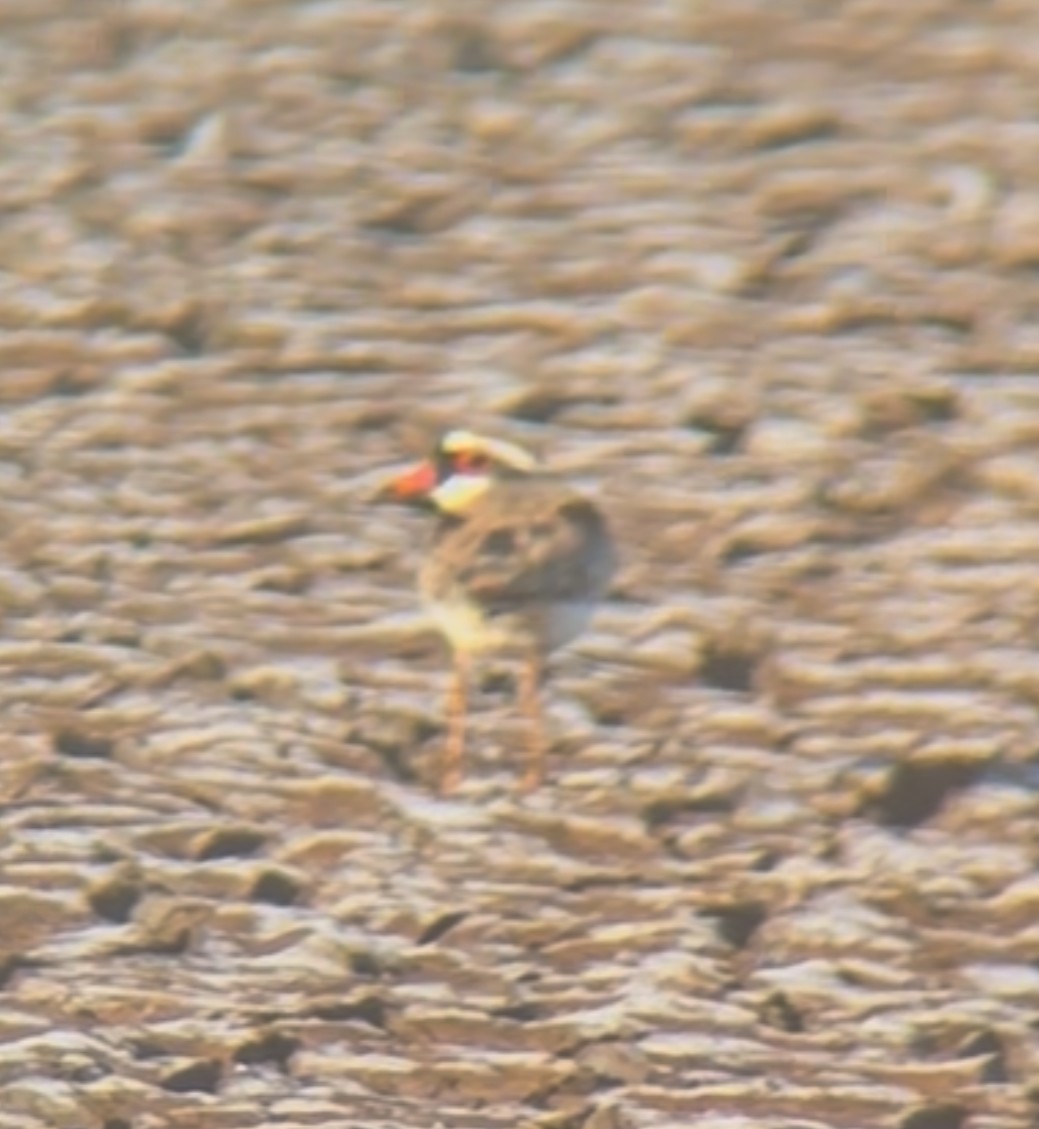 Black-fronted Dotterel - ML642851890