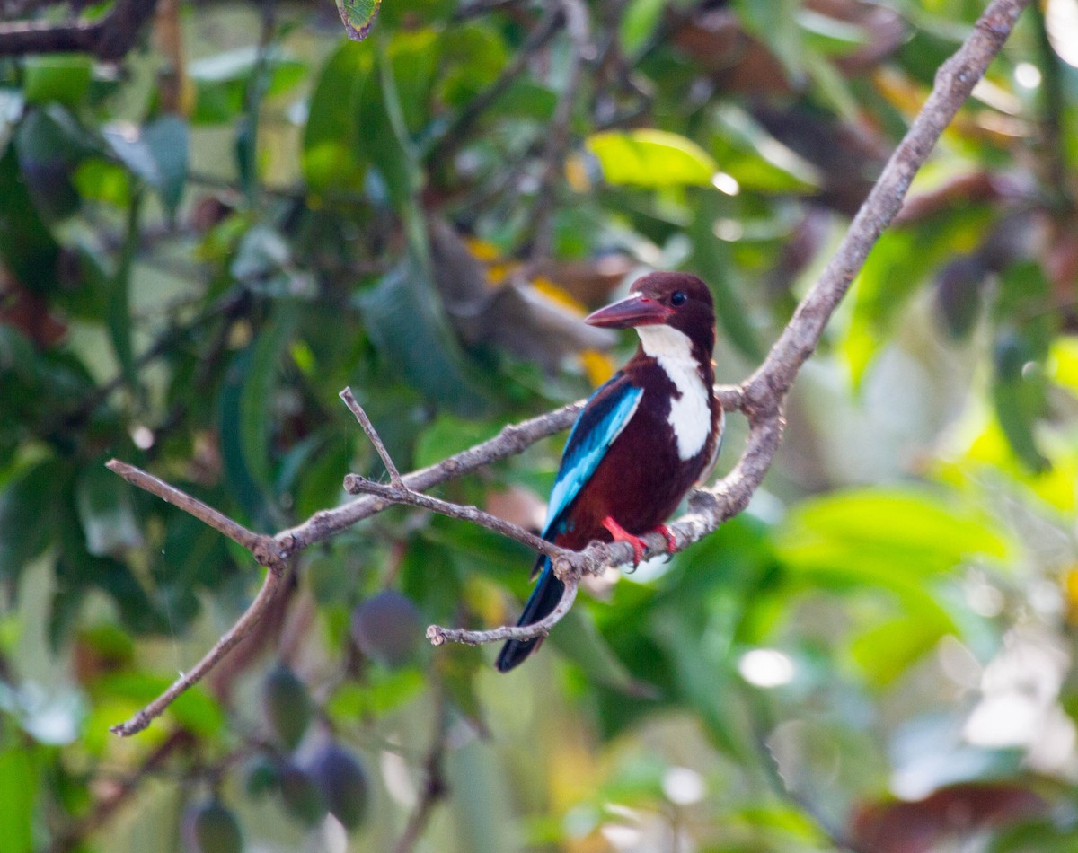 White-throated Kingfisher - ML642851894