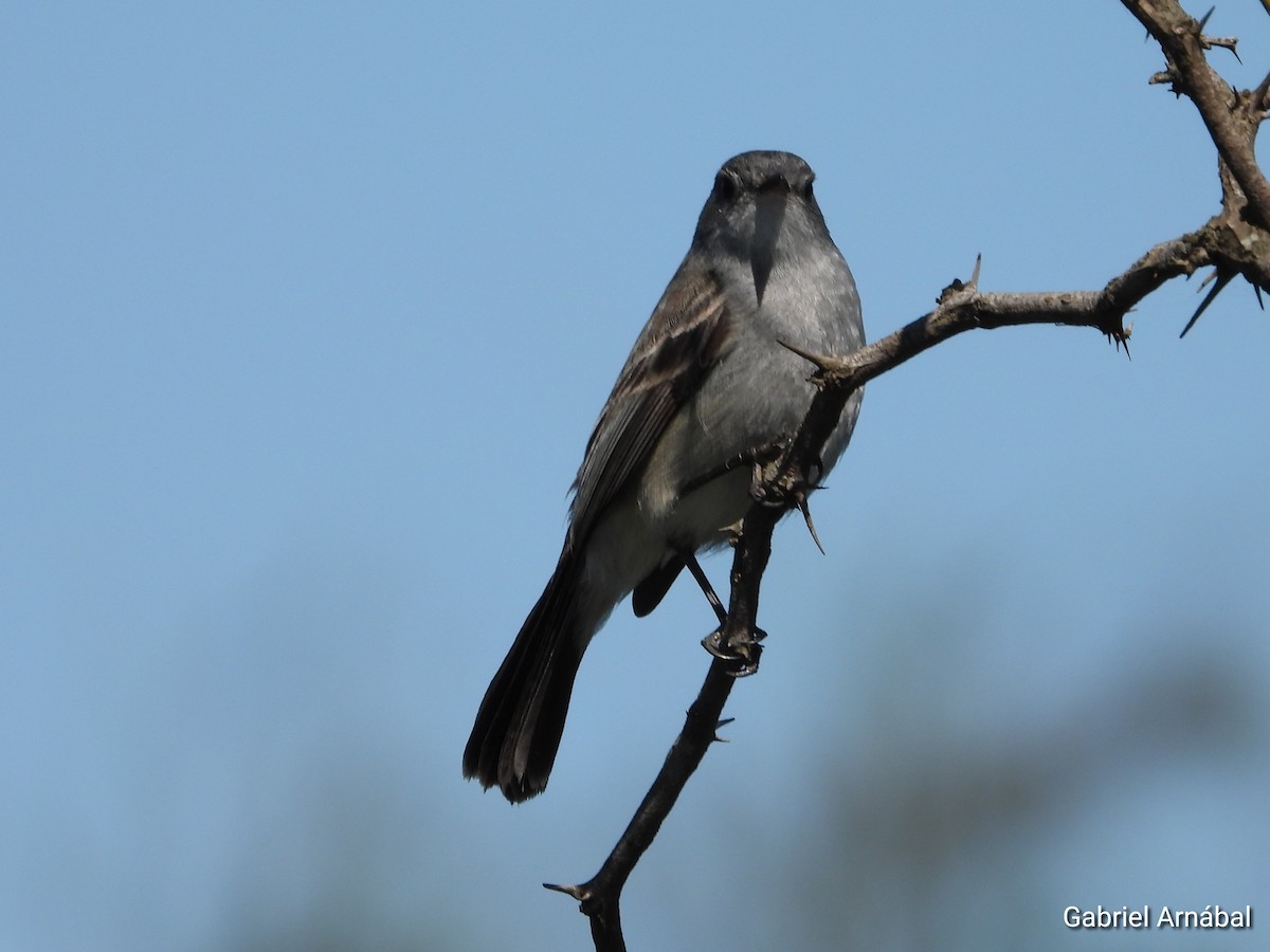 Sooty Tyrannulet - ML642851895