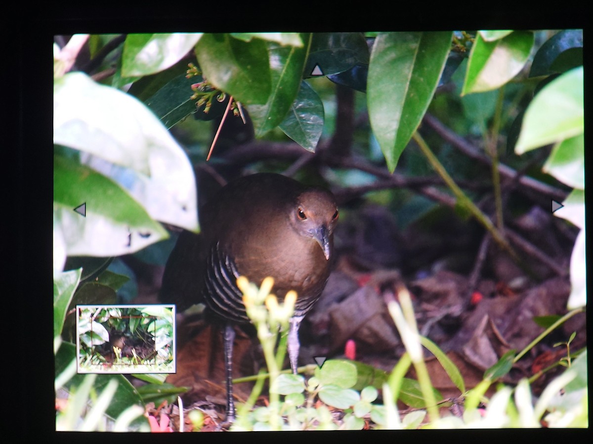 Slaty-legged Crake - ML642851896