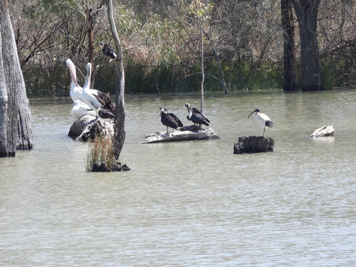 Australian Pelican - ML642851897