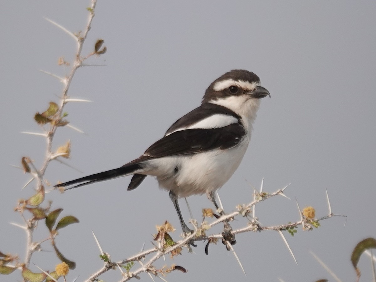 Southern Fiscal (Southern) - ML642851898