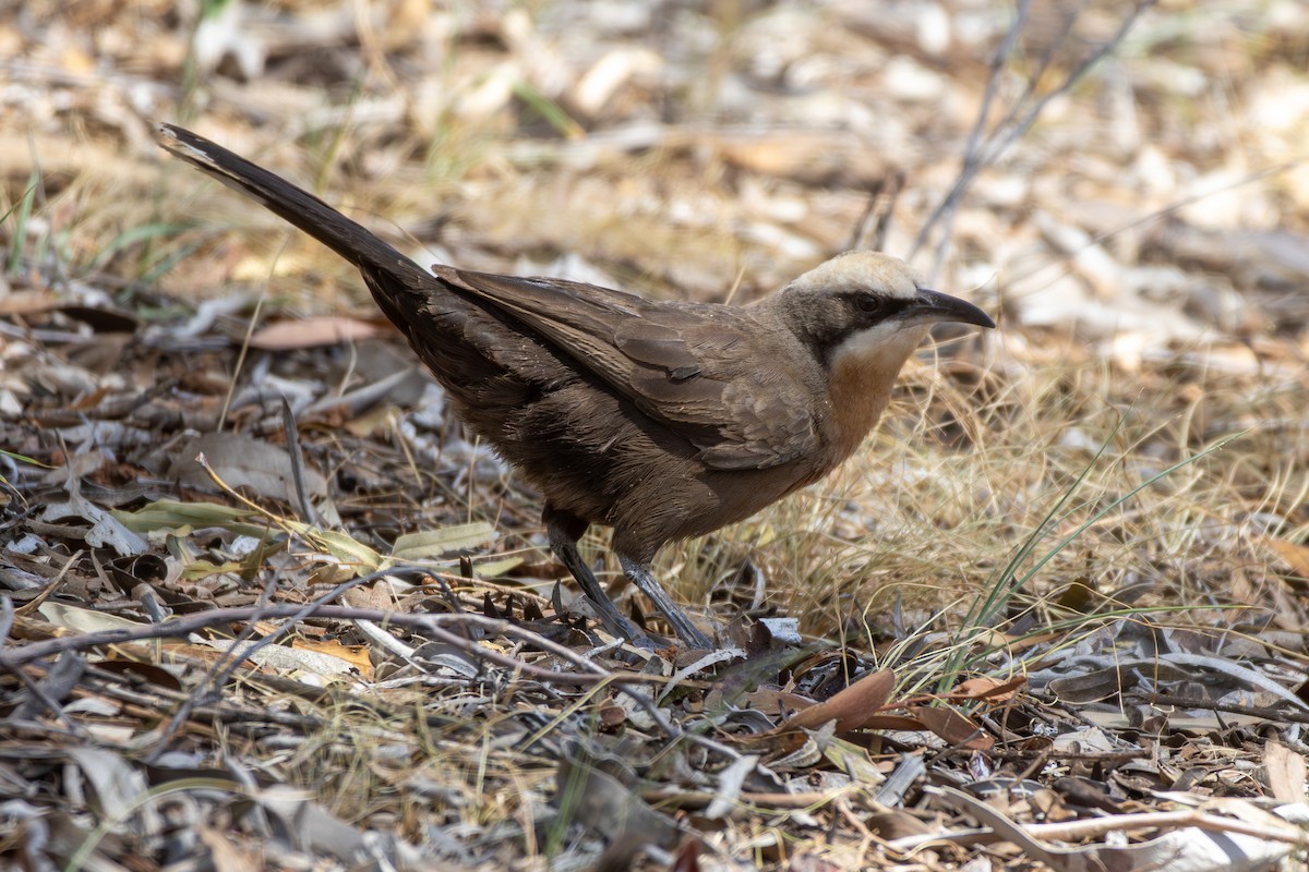 Gray-crowned Babbler - ML642851900