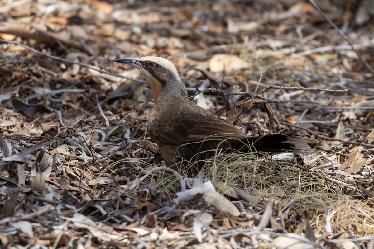 Gray-crowned Babbler - ML642851901