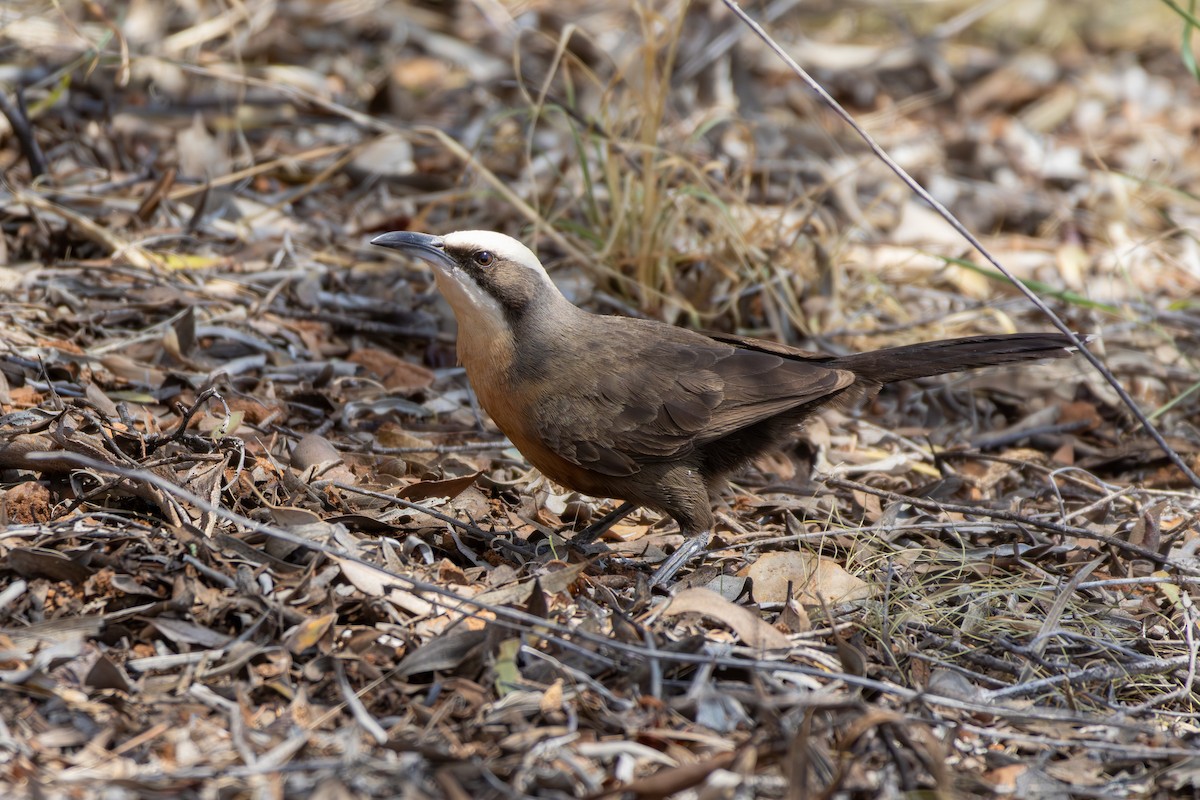 Gray-crowned Babbler - ML642851902