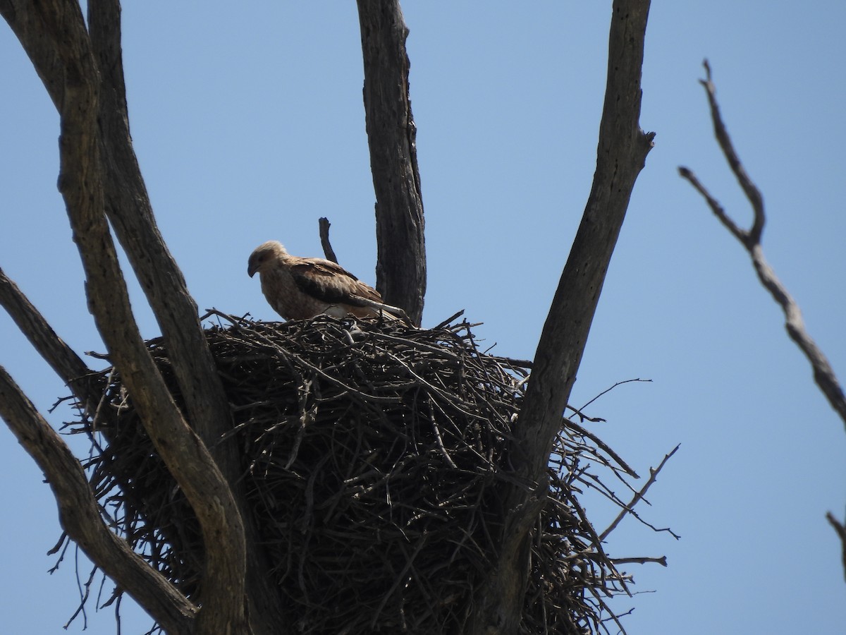 Whistling Kite - ML642851903